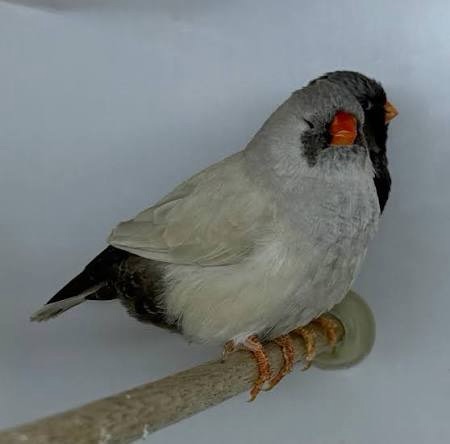 Alhasnawi